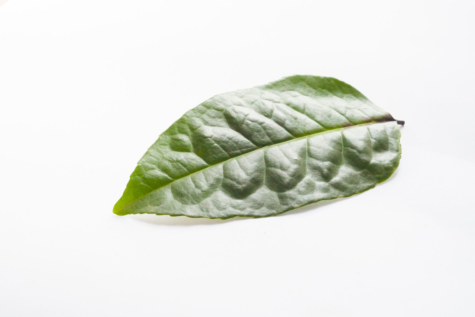 Guayusa and cognitive performance: what clinical research shows
