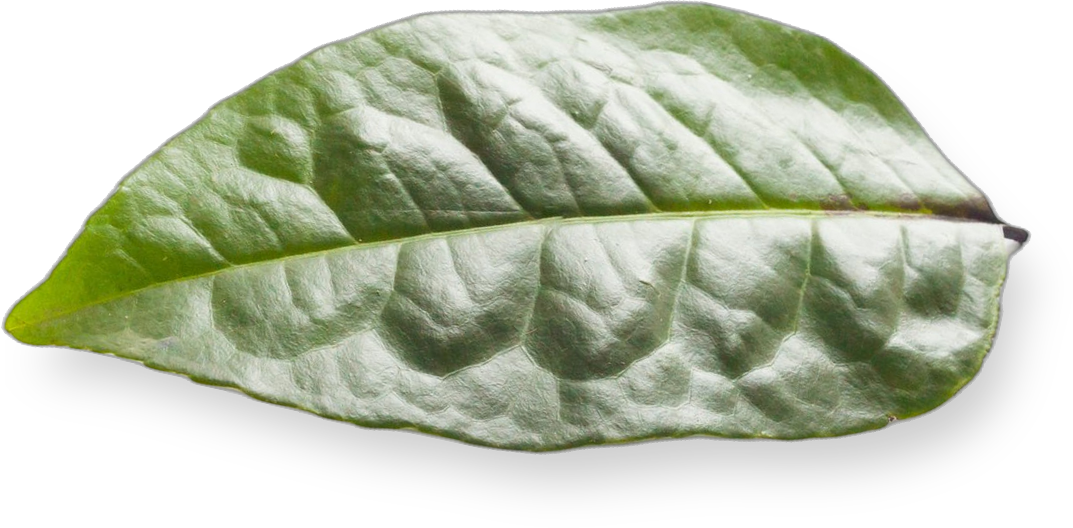 Fresh guayusa leaf
